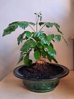 Bonsai boompje, Huis en Inrichting, Kamerplanten, Ophalen, Bonsai