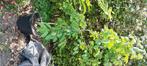Kerselaar in pot met kluit, Ophalen, Lente, Volle zon, Kersenboom