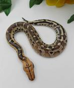 Python breitsteini jongen, Animaux & Accessoires, Reptiles & Amphibiens, Serpent, Domestique, 0 à 2 ans