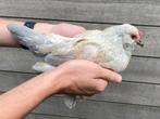 Ukkelse baardkriel hanen, Dieren en Toebehoren, Meerdere dieren, Kip