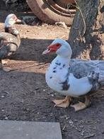 JONGE BARBERIE EENDEN, Dieren en Toebehoren, Pluimvee, Meerdere dieren, Eend