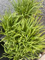 6 grote agapanthus wit & blauw, Ophalen