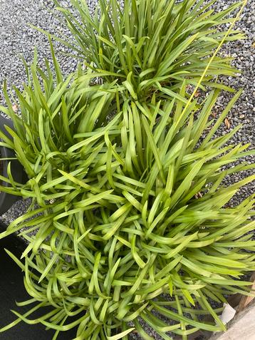 6 grote agapanthus wit & blauw beschikbaar voor biedingen