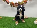 Berner Sennen pups, Dieren en Toebehoren, Honden | Bulldogs, Pinschers en Molossers, België, CDV (hondenziekte), Meerdere, Meerdere dieren