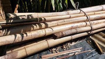 Bamboe stokken, Tuin en Terras, Vaste plant, Bloeit niet, Volledige schaduw, Ophalen