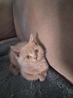Britse korthaar, Animaux & Accessoires, Chats & Chatons | Chats de race | Poil ras, Plusieurs animaux, Vermifugé, 0 à 2 ans