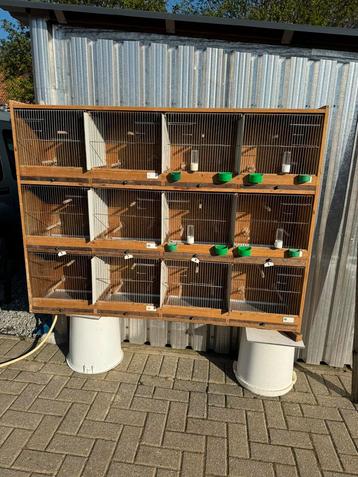 Kweekkooi, Enlèvement, Utilisé, Bois, Cage à oiseaux