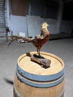 Faisan doré naturalisé deco, Ophalen