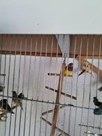 A vendre diamants de goulds 70eur couple, Animaux & Accessoires, Oiseaux | Oiseaux Autre