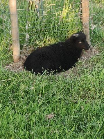zwart Ouessant rammetje, Mâle, Mouton, 0 à 2 ans