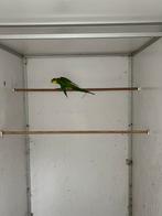 Barraband man kweekrijp, Dieren en Toebehoren, Vogels | Parkieten en Papegaaien, Mannelijk, Papegaai, Geringd