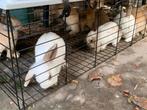 mooie konijnen te koop, Dieren en Toebehoren, Ophalen