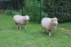 schapen, Dieren en Toebehoren, Schapen, Geiten en Varkens, Vrouwelijk