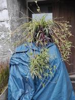 graslelie, Huis en Inrichting, Kamerplanten, Ophalen, Halfschaduw