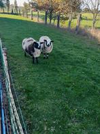 Bonte ram en ooi, Dieren en Toebehoren, Schapen, Geiten en Varkens