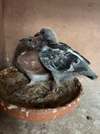 Mooi koppel duivenjongen voor de zware fond, Dieren en Toebehoren, Vogels | Duiven