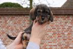 Ruwharige dwerg/kaninchen teckel pups (ouders aanwezig!), Dieren en Toebehoren, CDV (hondenziekte), Meerdere, 8 tot 15 weken, Meerdere dieren