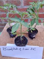 Bio tomatenplanten à 75 cent, Enlèvement