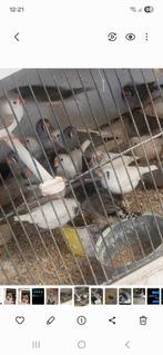 Zebravinken, Dieren en Toebehoren