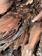 Kweek koppel ancitrussen, Dieren en Toebehoren, Vissen | Aquariumvissen, Vis, Zoetwatervis