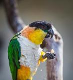 Koppel zwartkopcaique’s met DNA, Dieren en Toebehoren, Vogels | Parkieten en Papegaaien
