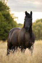 Lieve ruin zoekt nieuwe thuis, Dieren en Toebehoren, Paarden, Gechipt, Ruin, Niet van toepassing, 160 tot 165 cm