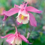 Aquilegia caerulea ‘Spring Magic Rose & Ivory’, Ophalen, Lente
