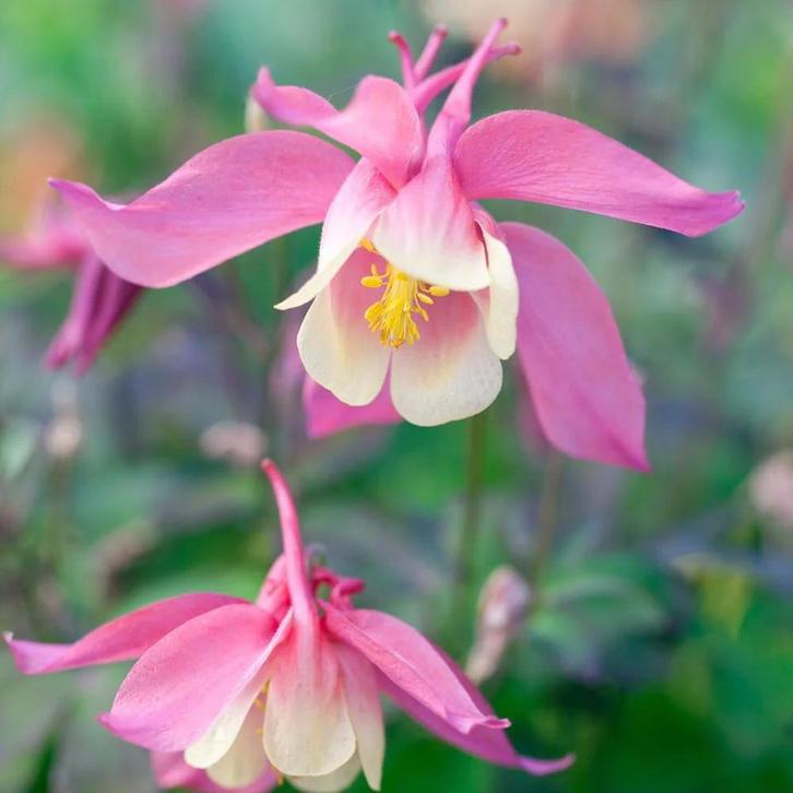Aquilegia caerulea ‘Spring Magic Rose & Ivory’, Tuin en Terras, Planten | Tuinplanten, Lente, Ophalen
