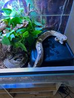 Couple python regius pinstripe de 3 ans, Dieren en Toebehoren, Ophalen, Zo goed als nieuw