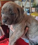 Cane corso pups, Dieren en Toebehoren, Honden | Bulldogs, Pinschers en Molossers, België, Fokker | Hobbymatig, CDV (hondenziekte)