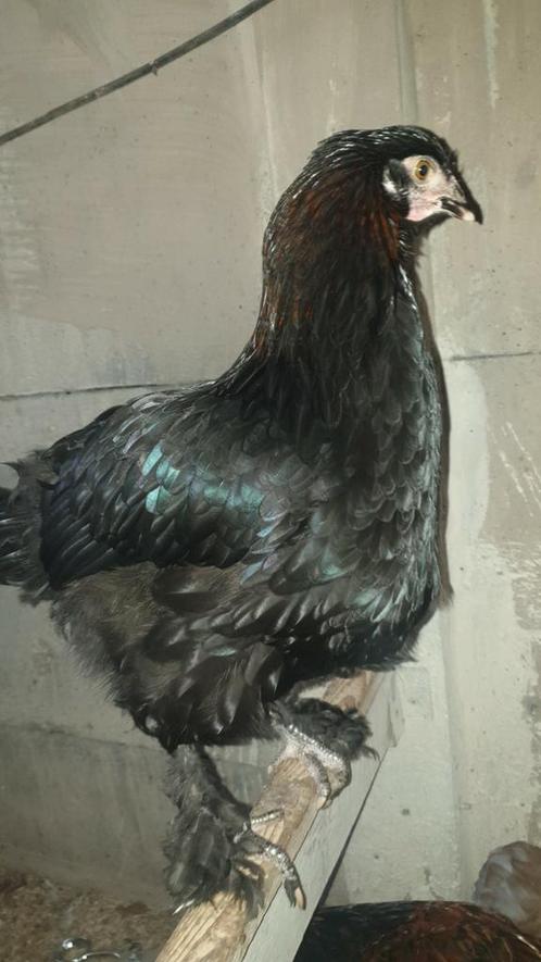 Jonge, legrijpe hennen, geselecteerde jonge hanen, raskippen, Dieren en Toebehoren, Pluimvee