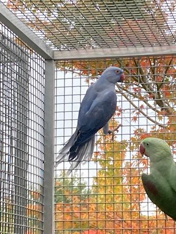 Halsbandparkiet violet beschikbaar voor biedingen