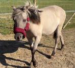 Konik pony merrie, Animaux & Accessoires, Poneys, Poney de récréation, Poney D (1.37 m à 1.48m), 0 à 2 ans, Non dressé