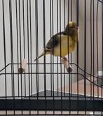 Fife Fancy, Dieren en Toebehoren, Vogels | Kanaries, Postuurkanarie