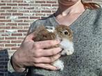 Zuivere Loffelohr mini dwergkonijntjes, Dieren en Toebehoren, Konijnen