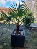 palmboom met bloembak, 60 cm of meer, Kunststof, Gebruikt, Minder dan 60 cm
