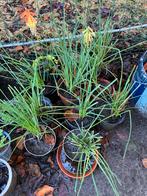 Kniphofia/vuurpijlen, Tuin en Terras, Ophalen, Herfst