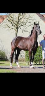 Zwarte Spring recreatie fokmerrie, Dieren en Toebehoren, Paarden, Merrie, Gechipt, 11 jaar of ouder, Recreatiepaard