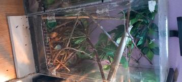 2 Terrariums gezocht 30-30-60 hoog  beschikbaar voor biedingen