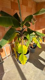 Bananenplant 2m hoog, Huis en Inrichting, Kamerplanten, Ophalen