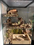 Ruim Gerbil Terrarium 60x40x60 cm-Voor Creatieve inrichting, 60 tot 90 cm, Ophalen of Verzenden, Muis, Hok