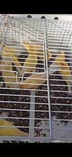 Geel kanaries, Dieren en Toebehoren, Vogels | Kanaries