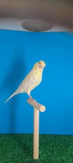 Satinet geel, Dieren en Toebehoren