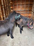 2 Shetlander pony’s, Dieren en Toebehoren, Gechipt, Niet van toepassing, 0 tot 2 jaar, Hengst