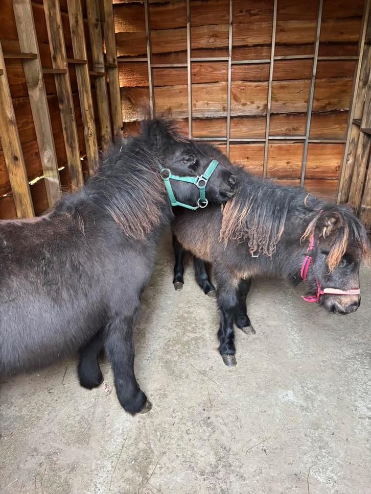 2 Shetlander pony’s, Dieren en Toebehoren, Pony's, Hengst, Niet van toepassing, A pony (tot 1.17m), Recreatiepony, 0 tot 2 jaar