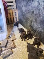 labrador pups, Dieren en Toebehoren, Honden | Retrievers, Spaniëls en Waterhonden, België, Particulier, Reu, CDV (hondenziekte)
