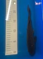 Koi zwart, Dieren en Toebehoren, Vissen | Vijvervissen, Karper of Koi