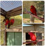 Prachtig kweekkoppel Molukkenlori, Dieren en Toebehoren, Geringd