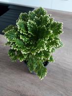 Kamerplant, Enlèvement, Intérieur