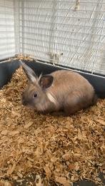 Lapin a donner, Dieren en Toebehoren, Knaagdieren en Konijnen | Toebehoren, Ophalen of Verzenden